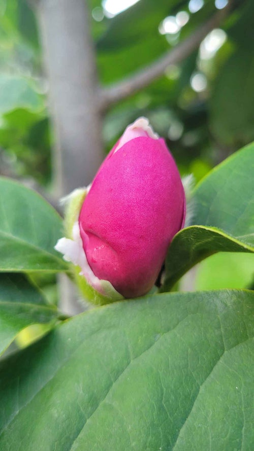 Cleopatra Magnolia flower bud