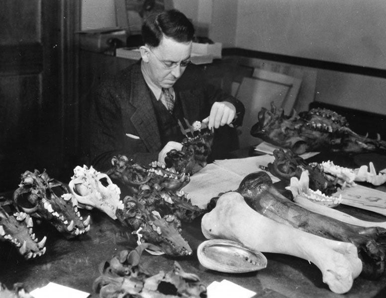 Chester Stock examining fossils from Rancho La Brea at the Los Angeles County Museum, undated photograph (nhm.org)