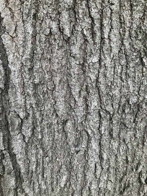 Bottom Oak bark