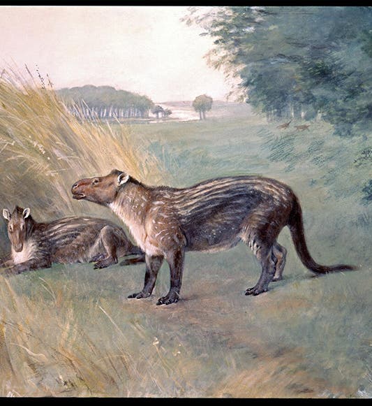 Phenacodus, watercolor by Charles Knight, after a specimen discovered by Jacob L. Wortman, American Museum of Natural History, 1898 (digitalcollections.amnh.org)