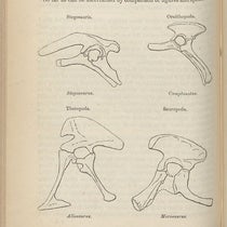 Diagram showing the pelvic structure of two new proposed orders of dinosaurs: Ornithischia (top) and Saurischia (bottom), "On the Classification of the Fossil Animals commonly named Dinosauria,” by Harry Govier Seeley, Proceedings of the Royal Society of London, vol. 43, p. 168, 1888 (Linda Hall Library)