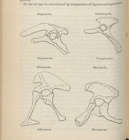 Diagram showing the pelvic structure of two new proposed orders of dinosaurs: Ornithischia (top) and Saurischia (bottom), "On the Classification of the Fossil Animals commonly named Dinosauria,” by Harry Govier Seeley, Proceedings of the Royal Society of London, vol. 43, p. 168, 1888 (Linda Hall Library)