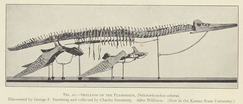 Mounted skeleton of Dolichorhynchops osborni, a short-necked plesiosaur found by son George Sternberg in 1901 and excavated by his father, on display in the museum at the University of Kansas, in The Life of a Fossil Hunter, by Charles H. Strnberg, 1909 (author’s collection)
