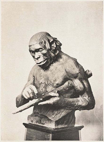 Bronze bust of “Le Homme de Sussex” (Piltdown man), by Louis Mascré for Aimé Rutot, before 1914, Memoires Academie Royale de Belgique, 1916 (Linda Hall Library)