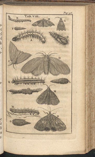 “Groene Springer,” moths with caterpillars and pupae, engraving in Schou-burg der rupsen, wormen, máden, en vliegende dierkens, Stephan Blankaart, plate 8, 1688 (Linda Hall Library)