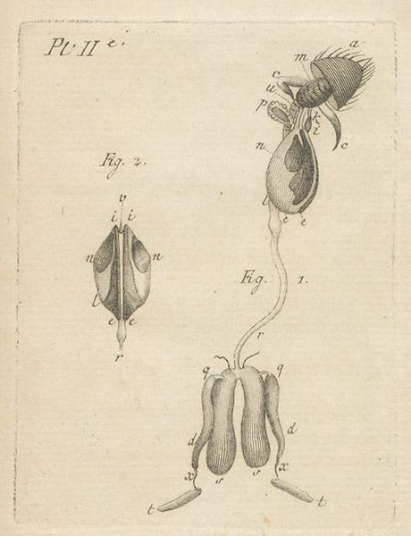 Reproductive organs of a drone (male) bee, engraving, plate 3 in Nouvelles observations sur les abeilles, by François Huber, 1792 (Linda Hall Library)