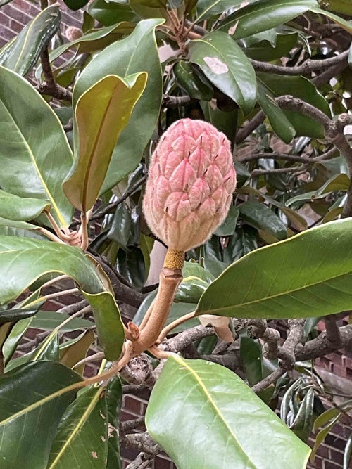 Southern Magnolia fruit
