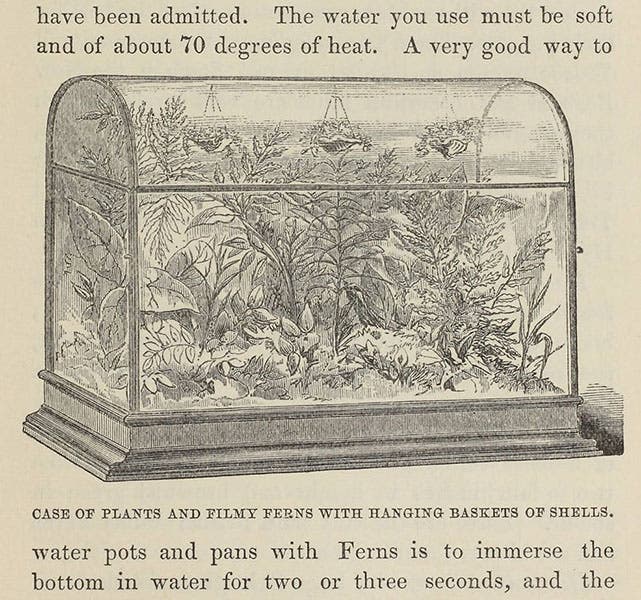 A Wardian case with “filmy ferns” and hanging plants, J. R. Mollison, The New Practical Window Gardener, 1877 (Linda Hall Library)