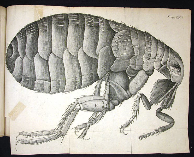 Magnified flea, engraving, NOT by Griendel, but by Robert Hooke and included in his Micrographia, 1665; compare to Griendel’s flea, seventh image, just above (Linda Hall Library)