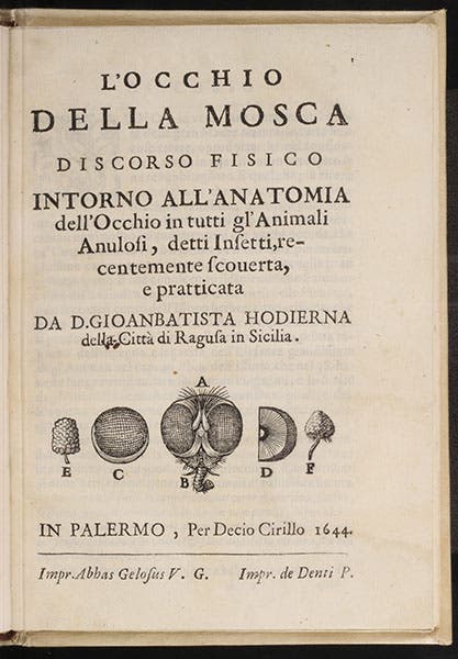Title page with woodcut, Giovanni Battista Hodierna, L’Occhio dela mosca, in Opusculi, 1644 (Linda Hall Library)