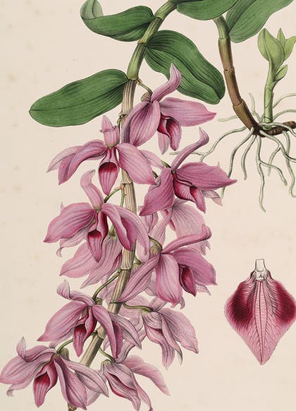 <i>Dendrobium macrophyllum</i>, detail, lithograph after painting by Sarah Anne Drake, from John Lindley, <i>Sertum Orchidaceum</i>, 1837-41 (botanicus.org)