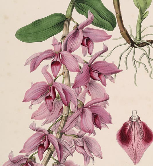 <i>Dendrobium macrophyllum</i>, detail, lithograph after painting by Sarah Anne Drake, from John Lindley, <i>Sertum Orchidaceum</i>, 1837-41 (botanicus.org)