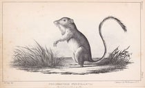 Pocket mouse, lithograph after sketch by Richard Kern, “Report on the Natural History,” by Samuel W. Woodhouse, in Report of an Expedition down the Zuni and Colorado Rivers, by Lorenzo Sitgreaves, Mammals plate 3, 1854 (Linda Hall Library)