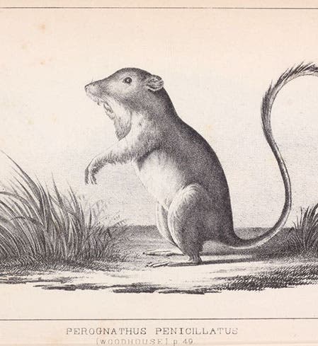 Pocket mouse, lithograph after sketch by Richard Kern, “Report on the Natural History,” by Samuel W. Woodhouse, in Report of an Expedition down the Zuni and Colorado Rivers, by Lorenzo Sitgreaves, Mammals plate 3, 1854 (Linda Hall Library)