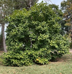 Yulan Magnolia summer