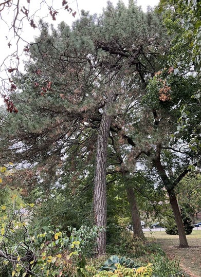 Austrian Pine summer