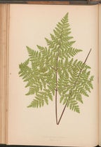 Cheilanthes viscosa, a fern, chromoxylograph, Ferns: British and Exotic, by Edward Joseph Lowe, vol. 4, 1858-64 (Linda Hall Library)