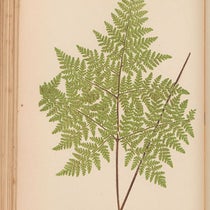 Cheilanthes viscosa, a fern, chromoxylograph, Ferns: British and Exotic, by Edward Joseph Lowe, vol. 4, 1858-64 (Linda Hall Library)