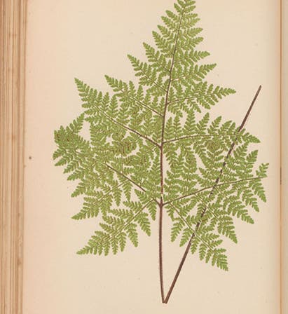 Cheilanthes viscosa, a fern, chromoxylograph, Ferns: British and Exotic, by Edward Joseph Lowe, vol. 4, 1858-64 (Linda Hall Library)