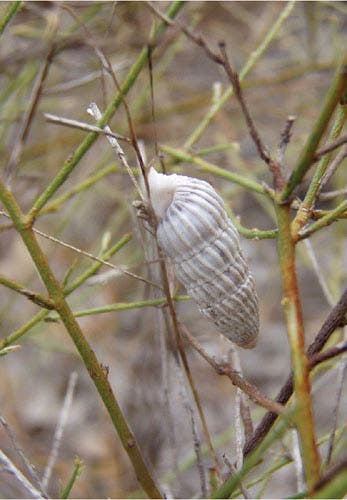 Cerion nanus, the “rarest snail in the world,” discovered by Charles Johnson Maynard on Little Cayman in 1888, photo in article by Pat Shipman in American Scientist, 2011 (americanscientist.org)