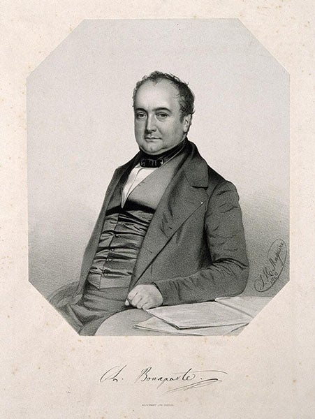 Charles-Lucien Bonaparte, lithograph portrait by Thomas Herbert Maguire, 1849, Wellcome Collection (wellcomecollection.org)