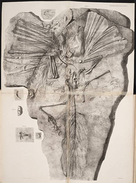 Lithograph of Archaeopteryx, Richard Owen, 1863 (Linda Hall Library)