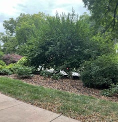 Japanese Cornel Dogwood summer