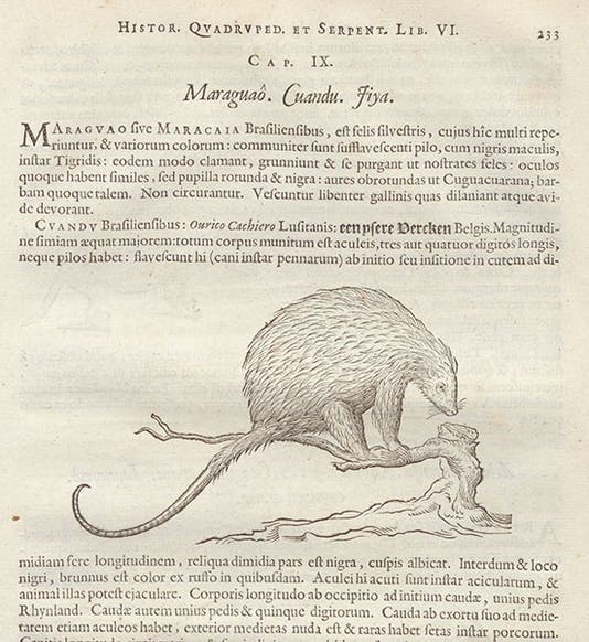 Cuandu, or Brazillian porcupine, woodcut, in Willem Piso, Georg Markgraf, and Joannes de Laet, Historia naturalis Brasiliae, p. 233, 1648 (Linda Hall Library)