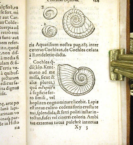 Ammonites, woodcut in De rerum fossilium, by Conrad Gessner, 1565 (Linda Hall Library)