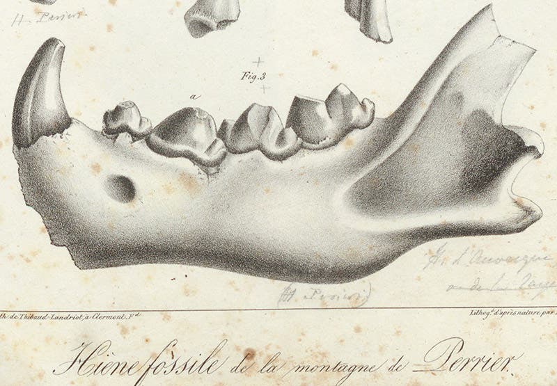 Detail of fifth image, jaw of extinct hyena, showing how well the new technique of lithography captured the texture of bone (Linda Hall Library)