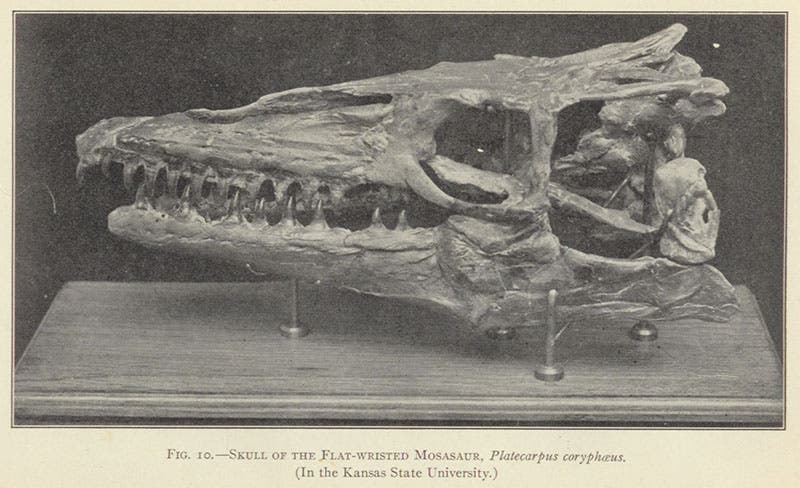 Skull of the flat-wristed mosasaur, Platecarpus coryphaeus, in The Life of a Fossil Hunter, by Charles H. Sternberg, 1909 (author’s collection)