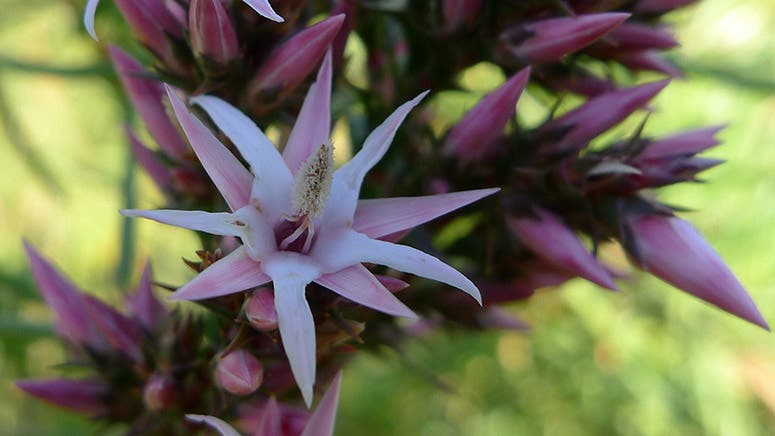 Sprengelia incarnata, pink swamp heath, named by James Edward Smith in 1794 after Christian Konrad Sprengel, modern photo (Wikimedia commons)