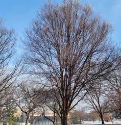 Lacebark Elm winter