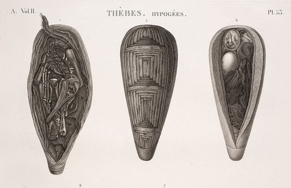 Ibis mummies, from Description de l’Égypte Antiquités v.2