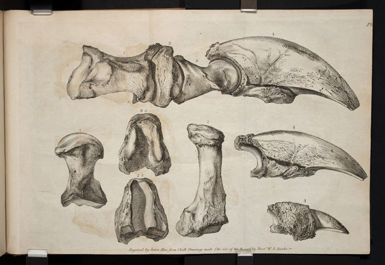 Claws, metacarpals, and phalanges of Megalonyx jeffersonii, engraved plate, from Caspar Wistar, “A description of the bones deposited by the President in the Museum,” Transactions of the American Philosophical Society, plate 1, 1799 (Linda Hall Library)