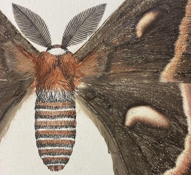 Cecropia moth, detail of seventh image above, actual moth scales with drawn-in body, nature print in As Nature Shows Them: Moths and Butterflies of the United States, by Sherman Foote Denton, vol. 1, 1900 (Linda Hall Library)