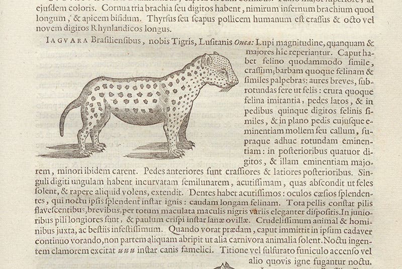 Jaguar, woodcut, Willem Piso, Georg Markgraf, and Joannes de Laet, Historia naturalis Brasiliae, p. 235, 1648 (Linda Hall Library)