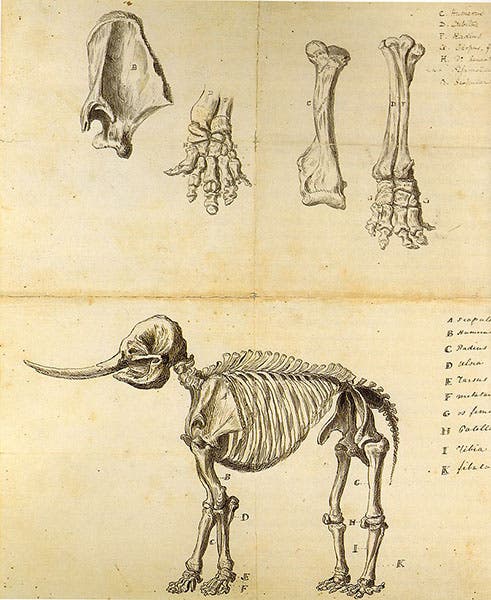 Sketches by Rembrandt Peale, 1801, once thought to represent the Peale mastodon, now known to be copies of engravings depicting an elephant (American Philosophical Society on Wikimedia commons)