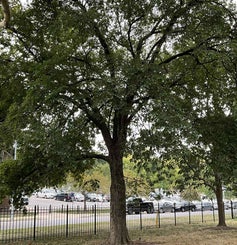 American Elm summer