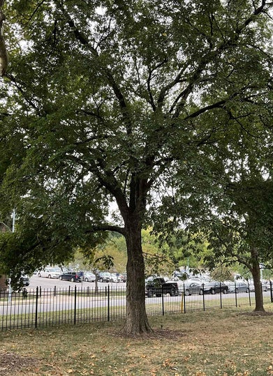 American Elm summer