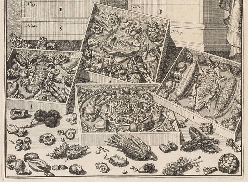 Fossils; detail of the engraved plate showing cabinets 11 and 12, from Levinus Vincent, Elenchus, 1719 (Linda Hall Library)