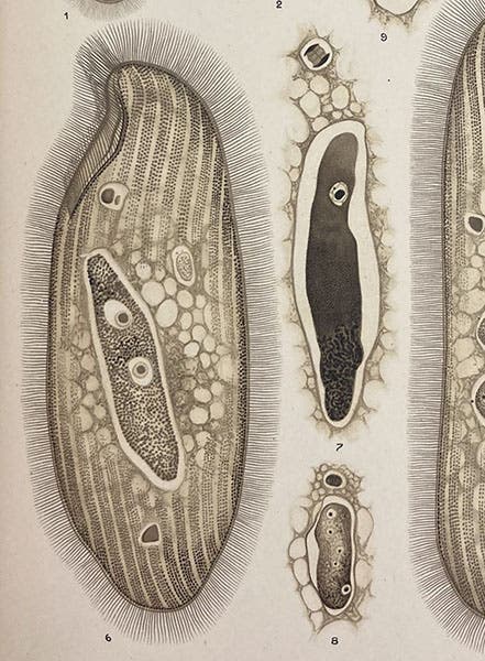 Parasitic infusoia Littorina, painting by Manuel de Castro Silva, detail of plate, Memorias do Instituto Oswaldo Cruz, vol. 3, plate 9, 1911 (Linda Hall Library)