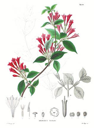 <i>Weigela floribunda</i>, from <i>Flora Japonica</i>, 1835-70 (Wikimedia Commons)