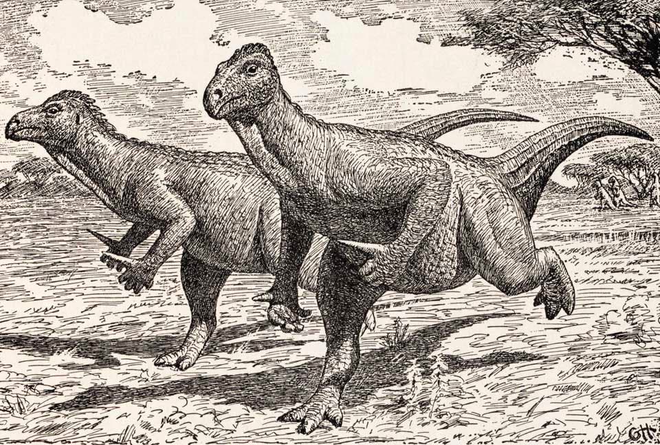 Restoration of Iguanodon by Gerhard Heilmann. This work was on display in the original exhibition as item 44. Image source: Heilmann, Gerhard. The Origin of Birds. New York, D. Appleton & Company, 1927, p. 157.
