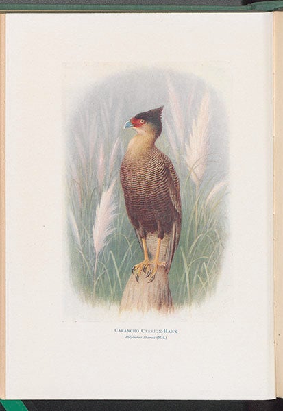 Carancho carrion-hawk, painting by Henrick Grønvold, in William Henry Hudson, The Birds of La Plata, vol. 2, 1920 (Linda Hall Library)