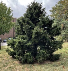 Oriental Spruce summer