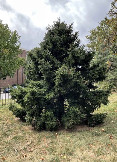 Oriental Spruce summer
