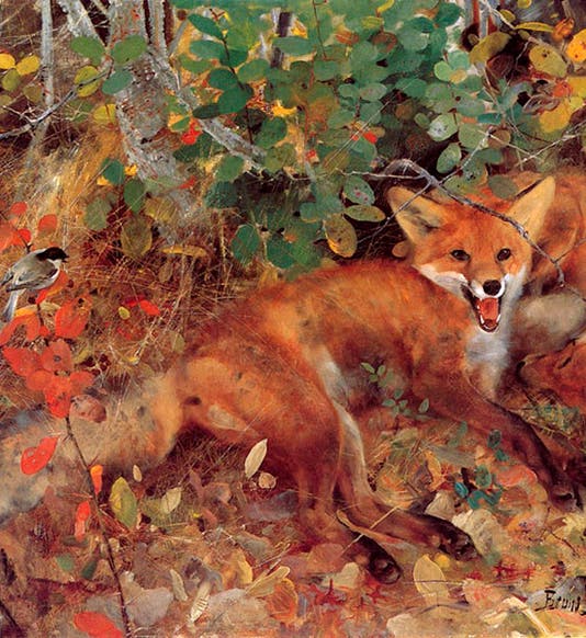 Foxes, oil on canvas, by Bruno Liljefors, Gothenburg Art Museum, 1886 (Wikimedia commons)