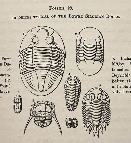 Trilobites, identified and drawn by John William Salter, woodcut in Roderick Murchison, Siluria, 1854 (Linda Hall Library)