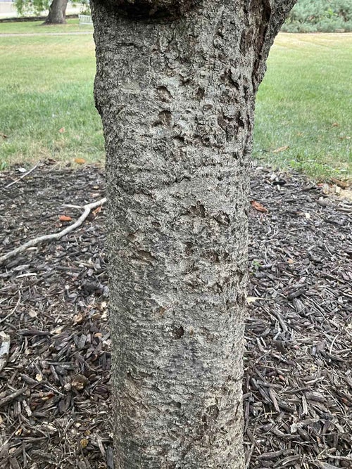 Umbrella-tree Magnolia bark